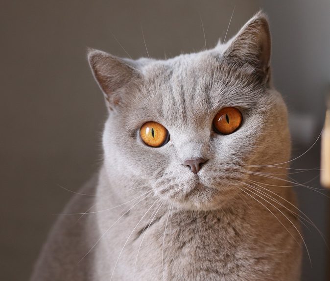 Boli di pelo gatto