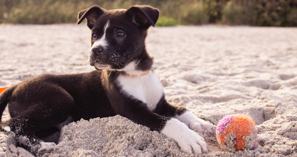 Olio di neem: antiparassitario naturale per cani e gatti