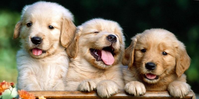 condroprotettori per cani