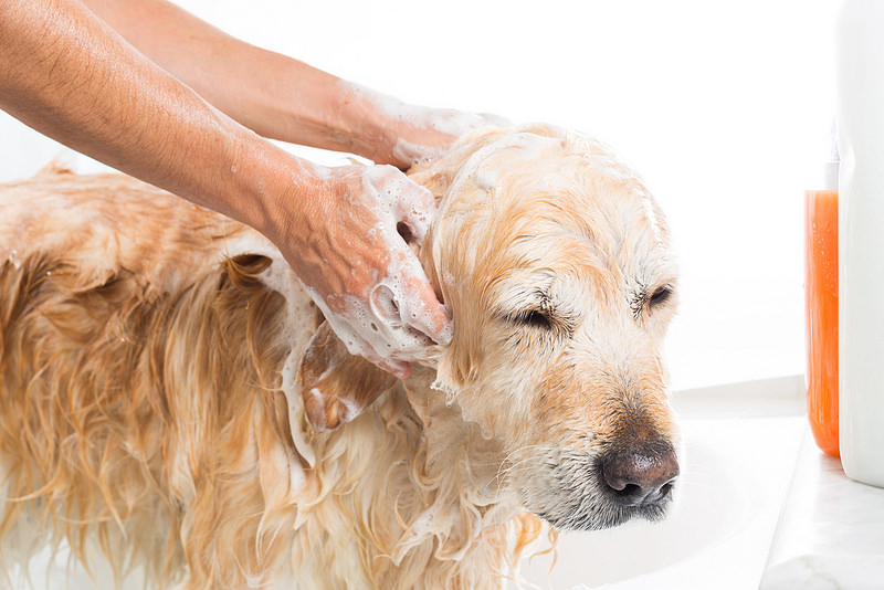 Igiene per il tuo cane: come tenere pulito il tuo fido