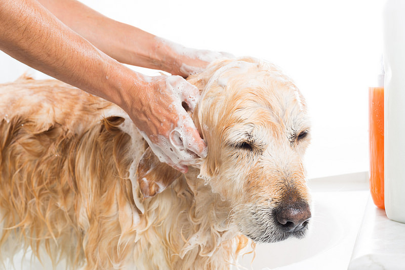 Lavare il cane in casa scegli lo shampoo giusto. Blog by Eurekavet