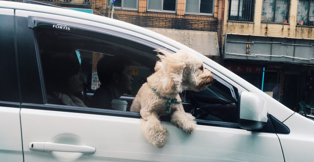 Cane che vomita in macchina: come risolvere il problema in modo naturale.