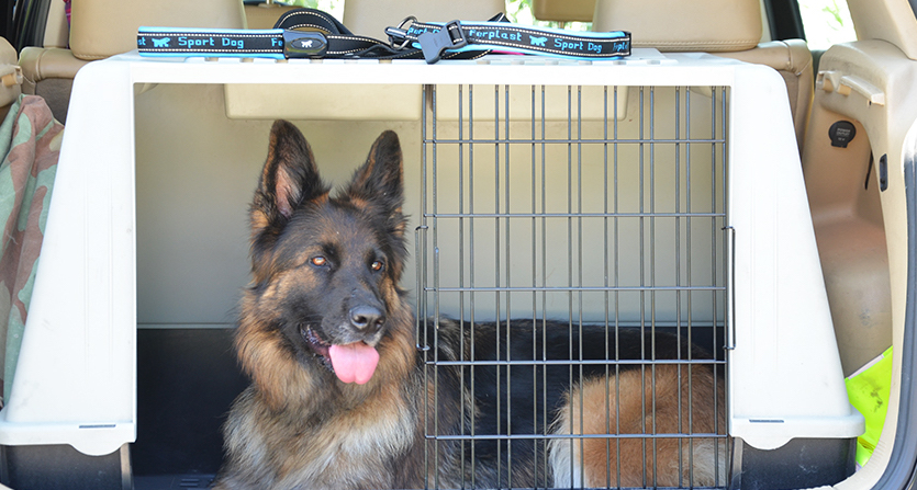 viaggiare in auto con il cane