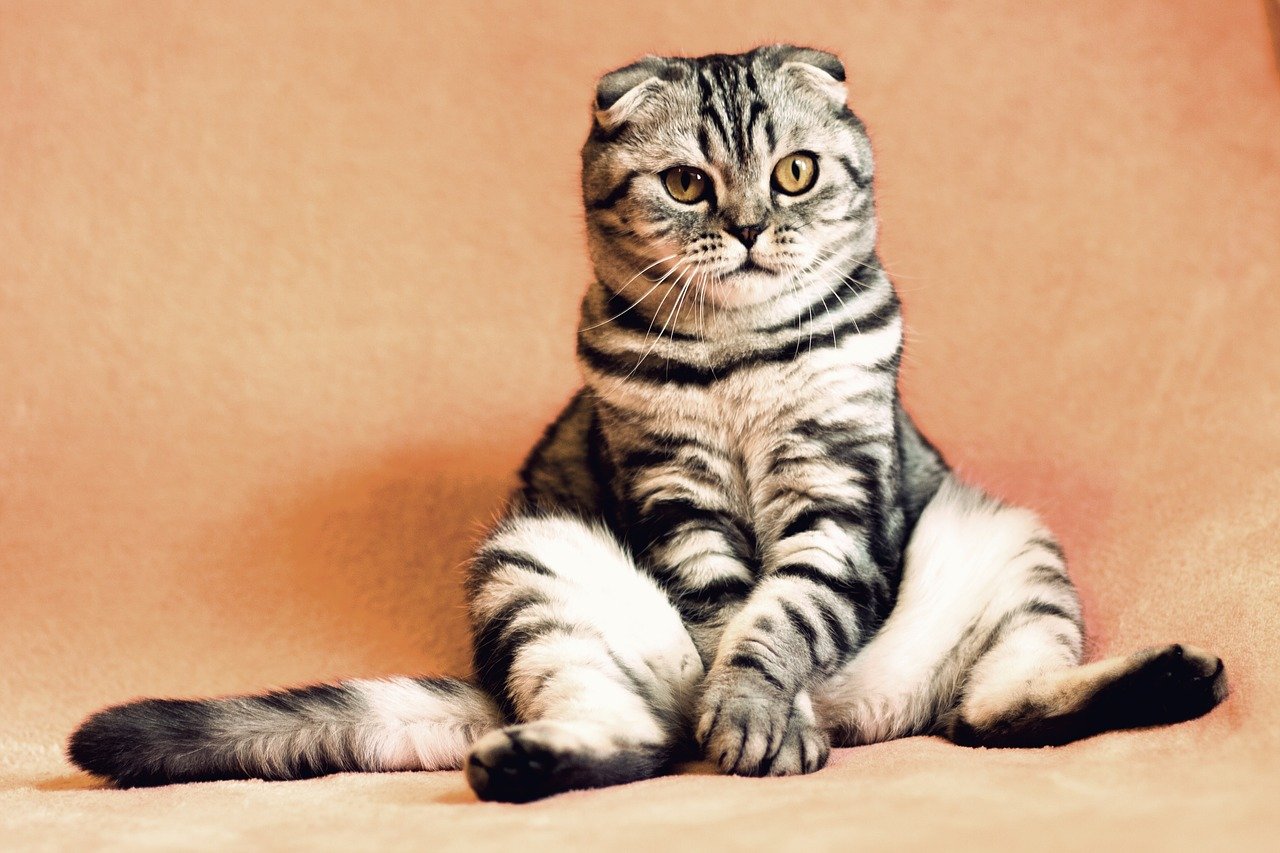 La cistite del gatto: come affrontarla nel modo migliore