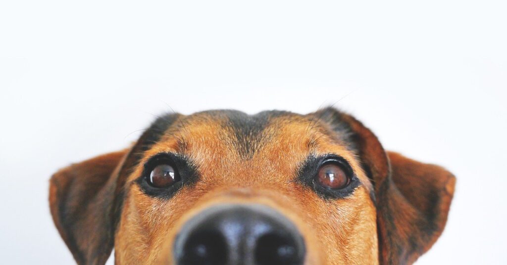 7 consigli utili per pulire gli occhi del cane