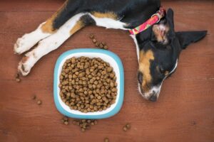 Vitamina B12 per cani e gatti