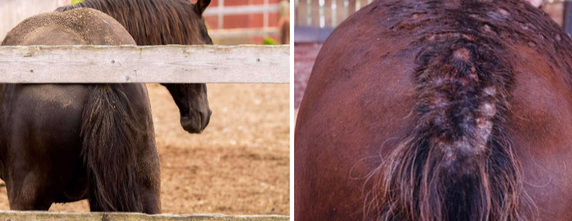 La dermatite estiva del cavallo
