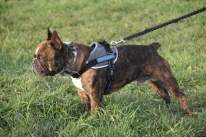 passeggiata con il cane in pettorina