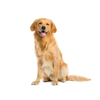 Cane
