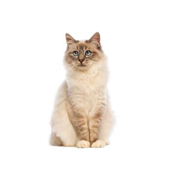 Gatto