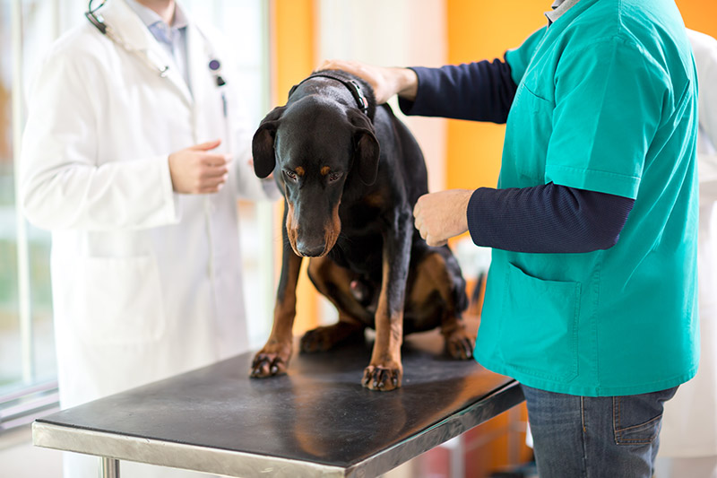 Affrontare l’Artrosi nel Cane: Consigli e Approcci Terapeutici