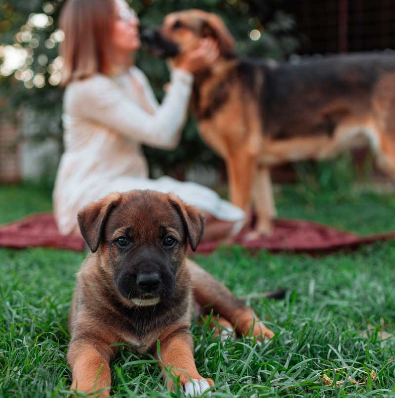 Come educare un cucciolo di cane