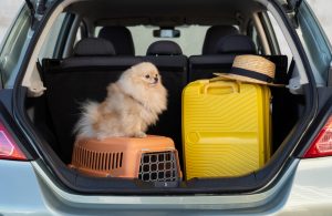 viaggiare cane