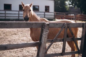 cavallo insetti