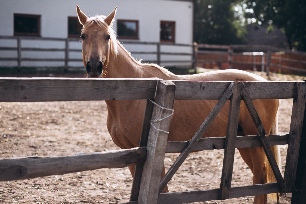 cavallo insetti