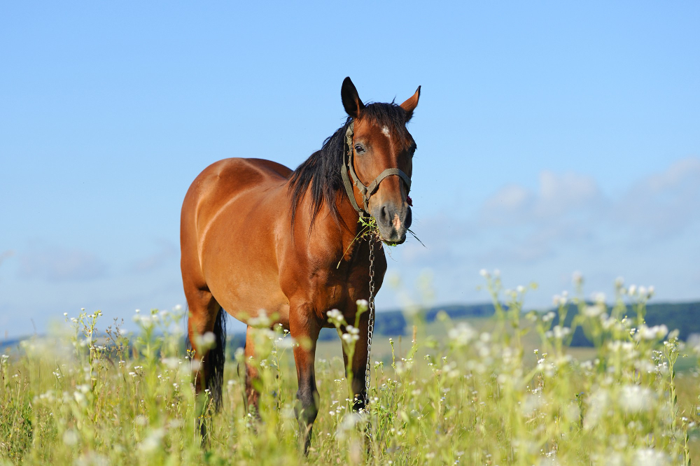 insetti cavallo