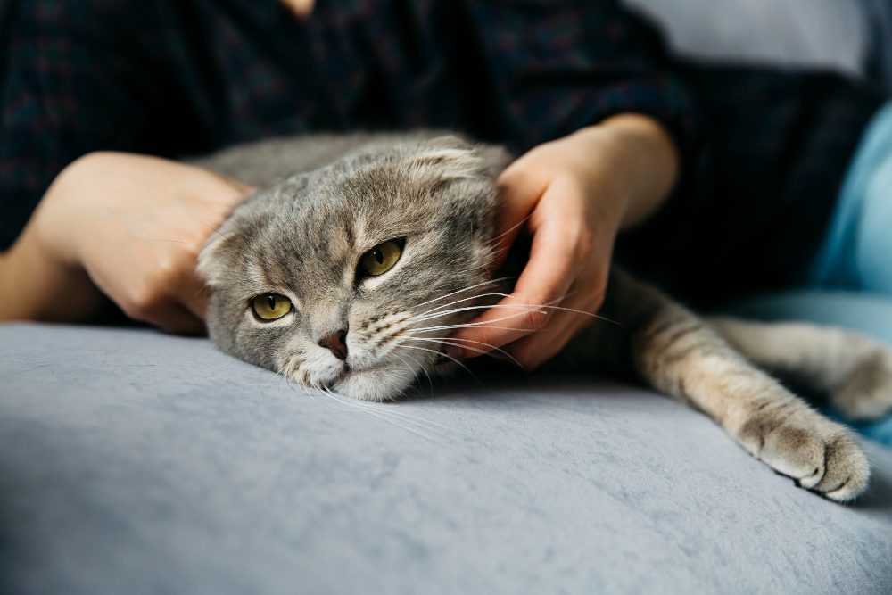 vie urinarie gatto