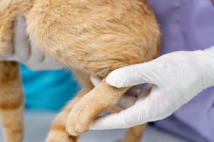 articolazioni gatto