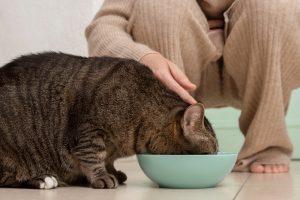 idratazione gatto