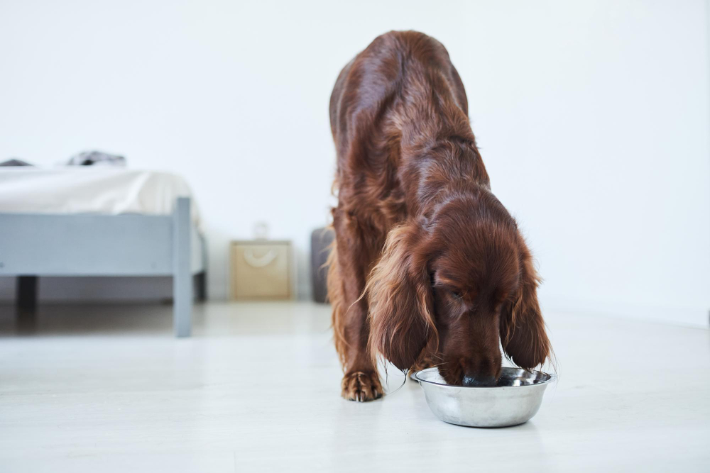 cane alimentazione
