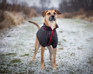 pioggia cane