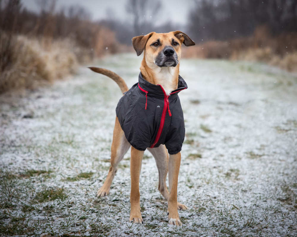 pioggia cane