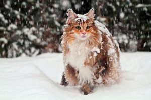 freddo gatto
