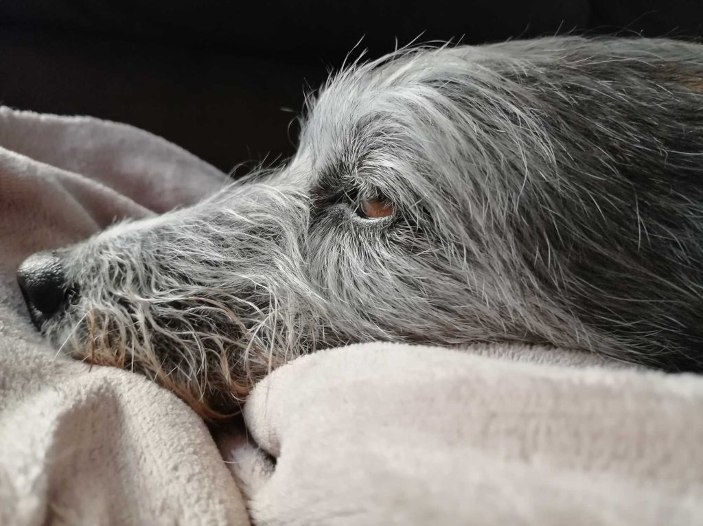 cane anziano