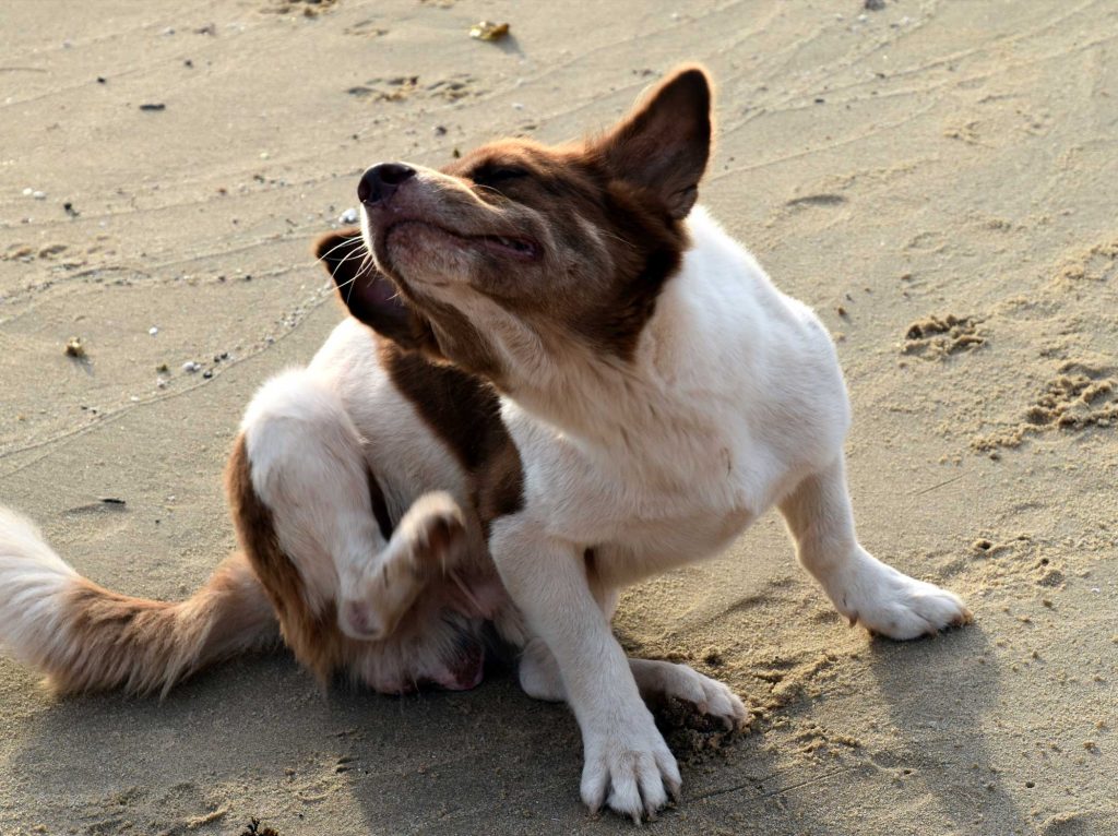 cane pulci zecche