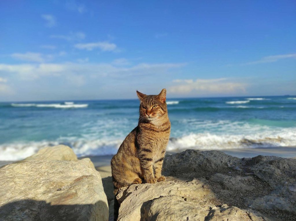 gatto mare